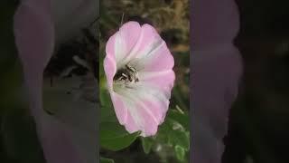 Lesser Bindweed Bee / Систрофа спиральноусая #shorts