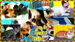 Mother Cat Give Birth to Cute Kittens through Three Male Cats | Kittens from different father