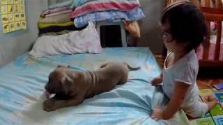 Joie meets Duchess the American Bully