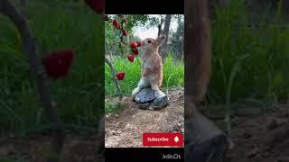 abar entry Jamal kudu animal song #shortvideo #shortsfeed #shortsviral #shorttrending