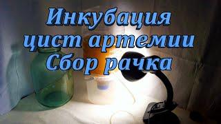 Разведение артемии в домашних условиях. Выведение науплий из цист.