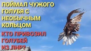 Поймал чужого голубя с необычным кольцом. Кто привозил голубей из ЛНР?