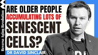 Are OLDER People Accumulating Lots Of SENESCENT CELLS? | Dr David Sinclair Interview Clips