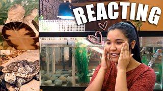 TURTLE TANK SETUP IDEAS! (reacting to subscribers' tanks ep. 4)