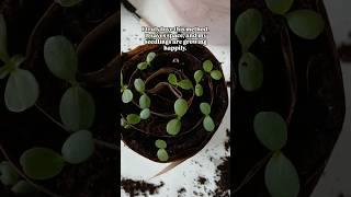 Seed Snail Method | Up Potting Seedlings | Container Garden | Small Space Gardening 