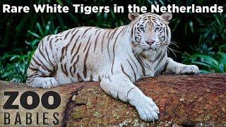 Rare White Tigers in the Netherlands - Animal Videos for Kids!