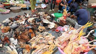 Morning Wet Market | Living Chicken | Freshwater Fish | Seafood | and More | Food Market