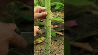 Turning Male Papaya into Female #diy #gardening