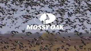 Specklebelly Arrive | Mossy Oak Moments