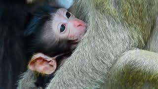 Appearing Extremely Cute of Newborn Monkey of Queen Mom Monkey on Second Day After Birth