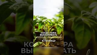 Когда пора высаживать рассаду томатов в теплицу #расссда #теплица #огород #дачныйсезон #дачныйответ