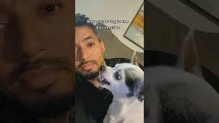 Funny dog