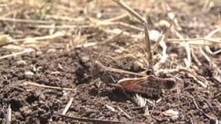 The Australian plague locust