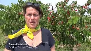 Passeggiata di Campagna Amica Verona a Colognola ai Colli