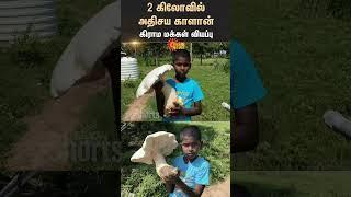 Single Mushroom in 2 kg | Dindigul | Farmland | Sun News