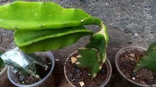 GRAFTING BLACK AFRICANA, ECUADOR PALORA AND GOLDEN ISIS DRAGON FRUITS