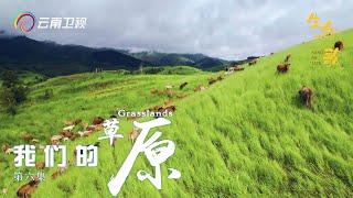 云南的草原有多惊艳？如同大地的调色盘，每一帧都美轮美奂【生命之歌】