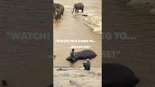  Pinnawala Elephant Orphanage, Part 1 - Arrival, Bathing, Splash, Poop