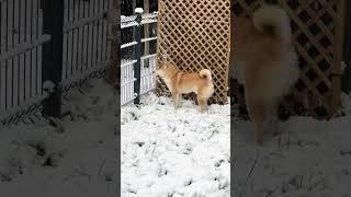 Manu Shiba i śnieg #shorts #snow #shortvideo #pies #shiba #pieseł #doge #zima #śnieg #zwierzęta