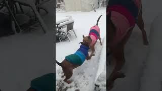 Video of adoptable pet named Zapster