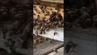 Apis Cerana bees  Farming at home 