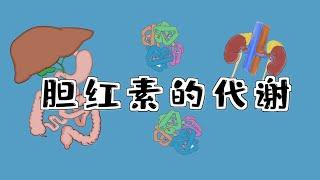 漫画医考|脑洞【胆红素代谢】，轻松分析黄疸病因