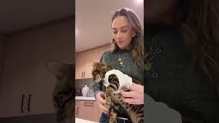 Brooke Schofield & Her Adorable Cat Playtime! . #brookeschofield #catlovers #cutecats #viralpets