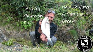 How To Catch Gilthead Bream  -  A Gilty Obsession EP7  -  Cornwall Fishing