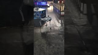 Doggo #robotdog #robot #technology #technologia #indiantechnology #ipldog