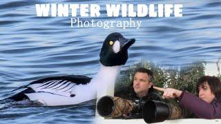 Winter Bird Photography Mistley Wildlife With Rich And Gem Rare Ducks