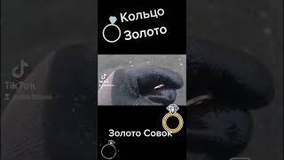 Золото с пляжа.Как мы копаем.#запоріжжя #золото #коп #україна #реки #камрад #находки #тренды #2023