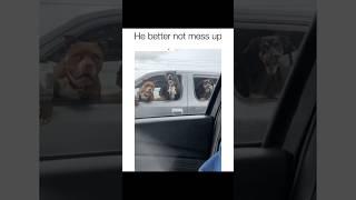 Dogs being idiots part 146 | Funny dogs compilation #funnydog #funnypet #cutedog #dog #dogsworld