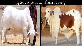 World's Biggest Cattle Market in Pakistan | Cow Mandi 2021 Eid ul Adha | Sher Ali Tv