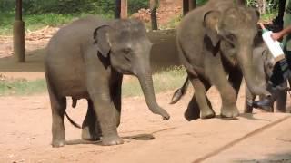 Udawalawe Elephant Transit Home for orphaned baby elephants