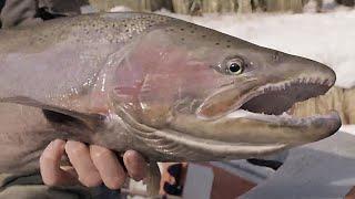 CENTERPINNING MASSIVE STEELHEAD! (BROKE MY FAVORITE ROD) - FT Chiefz