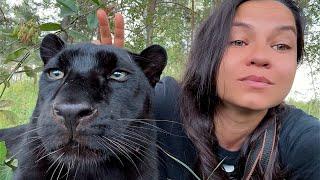 A new forest for Luna the panther (ENG SUB))