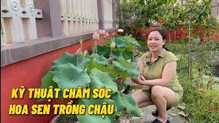 Kỹ thuật chăm sóc hoa sen trồng trên chậu cho nhiều hoa