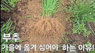 부추 지금옮겨심어야 후회하지 않습니다#부추 가을에 옮겨심어야 하는 이유#Why You Should Transplant Chives in the Fall#농사유튜브