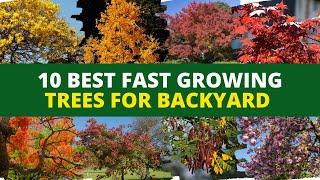 Top 10 Best Fast Growing Trees for Backyard  Backyard Garden Ideas 