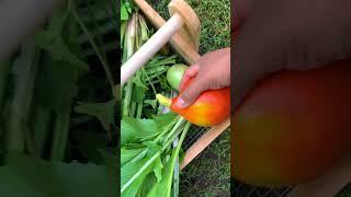 A calm harvest in the garden, My happy place