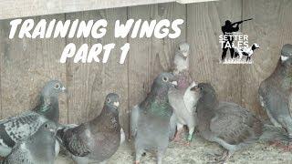 Sweet Point's Setter Tales (S3, E5) Training Wings, Part 1