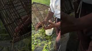 Amazing village Fishing videos #fish #fishing #villagefishing #shorts #foryou #viral #trending