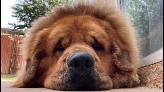 Massive Aggressive Tibetan Mastiff Goes In Public For First Time.