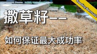 如何从种子建立完整草坪（二）- 为什么种草籽会失败 - how to grow grass from seed | 尅尅&凯西的后花园