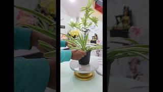 DIY Grow Spider Plant in this way#plants  #houseplants #homedecor