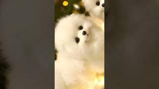 Beautiful white dog  pic status video#personal feelings9123