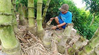 Ghe Hàng Vlog ● Ngon Ngất Ngây Từ Măng Tươi