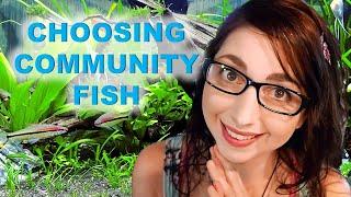 How To Choose Community Fish For Your Aquarium | Starting A Community Fish Tank