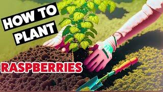 Allotment Diary - How to Plant Raspberries. Polka Raspberry (primocane) variety.