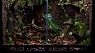 Insitu Ecosystems Amazonia Vivarium Complete Build Tutorial!!!